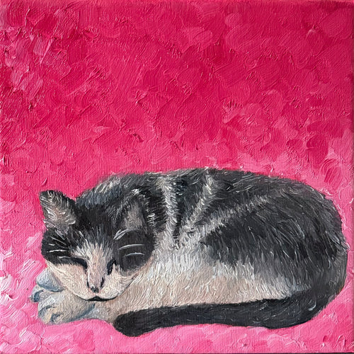 A Sleeping Cat